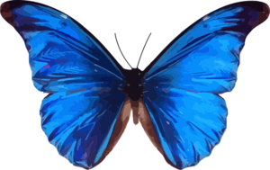PIERRICK VOYANCE « Le Papillon Bleu » Luré, Praticien en sciences occultes ou parapsychologiques