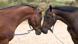 G.B.Equitation Saint-Germain-en-Laye, Entraineur sportif, Rédacteur, Scénographe, Consultant, Coach, Entraineur sportif, Sportif, Conseiller artistique, Conseiller en communication, Formateur, Autre prestataire de sports, loisirs et divertissements