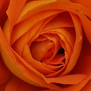 HOMEANCOCOON Périgueux, Géobiologiste, Autre prestataire de services