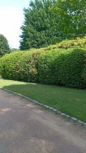 Sicler espaces verts Décines-Charpieu, Professionnel indépendant