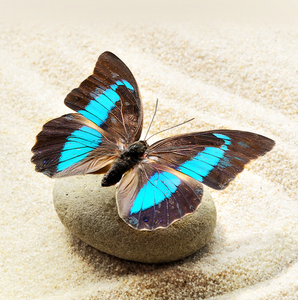 Didier LACOMBLE Sahurs, Professionnel indépendant