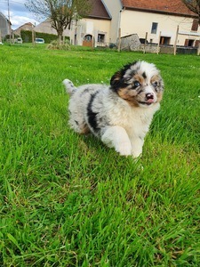 Elevage du Castel Ulysse Autrey-le-Vay, Professionnel indépendant