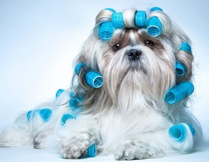 Deborah toilettage à domicile  Soligny-la-Trappe, Toiletteur d'animaux de compagnie