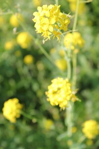 Helene ARQUES Saint-Nazaire, Psychothérapeute, Psychothérapeute