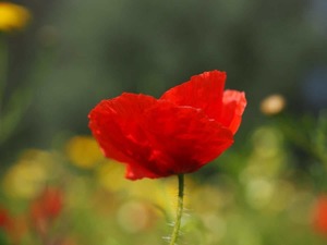 Julia MINOT Six-Fours-les-Plages, Psychologue conseiller, Psychothérapeute