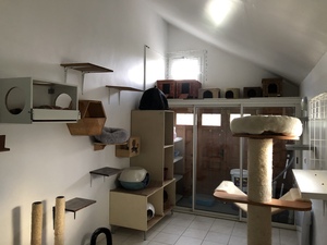 Chat ou Pension Nanterre, Prestataire en soins et promenade d’animaux de compagnie, Prestataire en soins et promenade d’animaux de compagnie