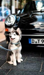 So’Pomsky  Bourgueil, Expert agricole