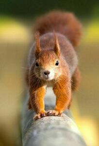 entreprise l ecureuil petit travaux Estivareilles, Maitre d'oeuvre