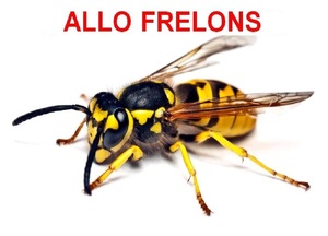 ALLO FRELONS Verdun-sur-Garonne, Entreprise de désinfection, désinsectisation et dératisation