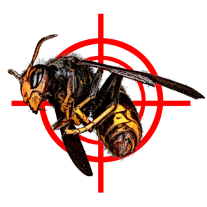 Belfort Guêpes Frelons  Étueffont, Entreprise de désinfection, désinsectisation et dératisation