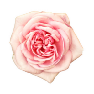 Virginie Lacombe gestalt thérapie, sexothérapie Chalus, Professionnel indépendant